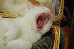 2009-02-03_00-41-12_DSC_5756.jpg
