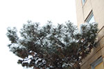 2009-02-03_16-58-12_DSC_5818.jpg