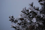 2009-02-03_17-29-23_DSC_5929.jpg