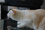 2009-02-05_12-33-05_DSC_6123.jpg