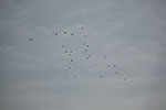2009-02-10_15-00-02_DSC_7013.jpg