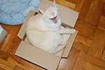 2009-02-10_17-31-00_DSC_7022.jpg