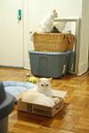 2009-02-10_17-36-07_DSC_7070.jpg