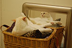 2009-02-10_22-53-08_DSC_7122.jpg
