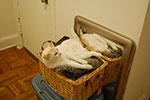 2009-02-10_22-53-42_DSC_7128.jpg