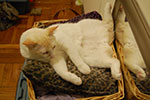 2009-02-10_22-54-39_DSC_7141.jpg