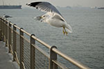 2009-02-11_15-40-54_DSC_7252.jpg