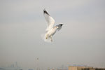 2009-02-11_15-45-18_DSC_7274.jpg