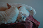 2009-02-14_13-28-09_DSC_7395.jpg