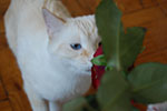 2009-02-15_14-41-47_DSC_7420.jpg