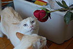 2009-02-15_14-42-17_DSC_7427.jpg