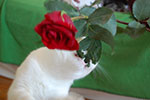2009-02-15_14-43-20_DSC_7443.jpg