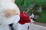 2009-02-15_14-43-28_DSC_7449.jpg