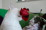 2009-02-15_14-43-45_DSC_7461.jpg
