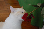 2009-02-15_14-44-49_DSC_7473.jpg