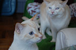 2009-02-15_14-45-13_DSC_7479.jpg