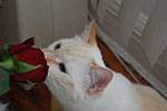 2009-02-15_14-48-02_DSC_7492.jpg