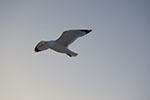 2009-02-22_18-01-37_DSC_7870.jpg