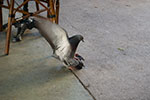 2009-02-23_17-40-27_DSC_7935.jpg