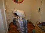 2009-02-26_19-31-33_IMGP3728.jpg