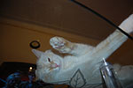 2009-03-04_20-30-28_DSC_8512.jpg