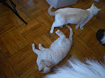 2009-03-05_17-12-27_IMGP3944.jpg