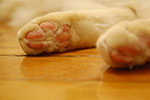 2009-03-05_22-49-05_DSC_8617.jpg