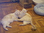 2009-03-06_22-11-38_IMGP3955.jpg