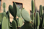 2009-03-12_16-19-55_DSC_8720.jpg