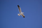 2009-03-13_16-21-26_DSC_8842.jpg
