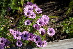 2009-03-16_10-29-41_DSC_9078.jpg