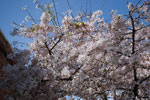 2009-03-18_11-34-43_DSC_9181.jpg