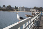 2009-03-18_13-25-52_DSC_9257.jpg