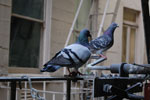 2009-03-19_14-01-21_DSC_9303.jpg