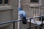 2009-03-22_14-01-54_DSC_9388.jpg