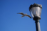2009-03-22_17-09-00_DSC_9550.jpg