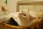2009-04-01_19-19-12_DSC_0286.jpg
