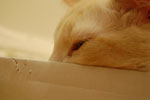 2009-04-01_19-21-06_DSC_0306.jpg