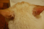 2009-04-01_19-22-24_DSC_0312.jpg