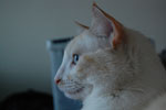2009-04-03_18-59-08_DSC_0398.jpg