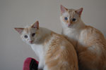 2009-04-05_17-24-35_DSC_0439.jpg