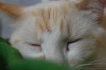 2009-04-08_14-29-46_DSC_0630.jpg