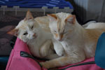 2009-04-10_12-18-12_DSC_0717.jpg
