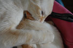 2009-04-10_12-18-41_DSC_0730.jpg