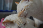 2009-04-10_12-20-06_DSC_0767.jpg