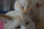 2009-04-10_12-20-14_DSC_0772.jpg