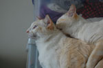 2009-04-10_12-21-15_DSC_0807.jpg