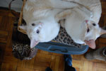 2009-04-10_13-39-39_DSC_0874.jpg