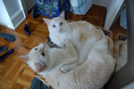 2009-04-10_13-40-00_DSC_0887.jpg