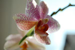 2009-04-12_15-20-57_DSC_0987.jpg